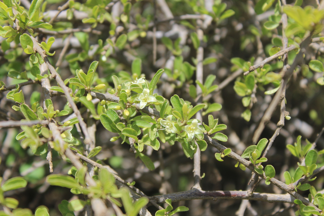 Plant Image